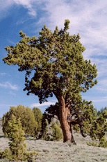 Juniperus occidentalis australis