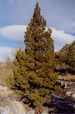 Juniperus occidentalis australis