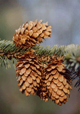 Picea sitchensis