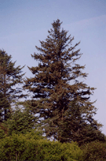Picea sitchensis