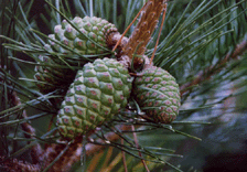 Pinus radiata binata