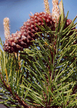 Pinus contorta bolanderi