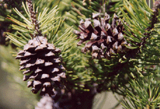 Pinus contorta bolanderi