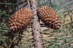 Pinus muricata borealis