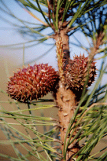 Pinus muricata borealis