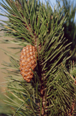 Pinus contorta contorta