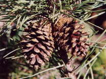 Pinus contorta contorta