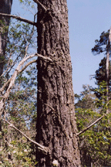Pinus contorta contorta