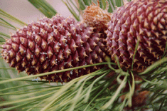 Pinus jeffreyi
