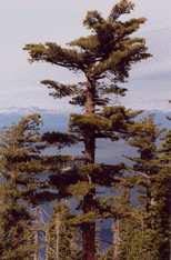 Pinus lambertiana