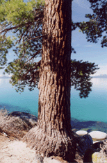 Pinus lambertiana