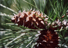 Pinus muricata