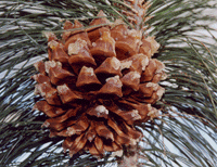 Pinus sabiniana
