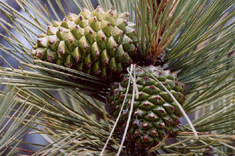Pinus torreyana