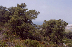 Pinus torreyana