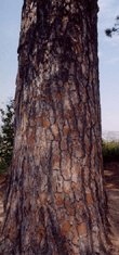 Pinus torreyana