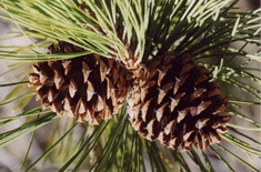 Pinus washoensis