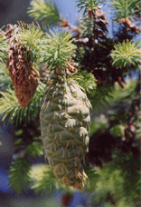 Pseudotsuga macrocarpa