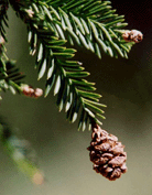Sequoia sempervirens