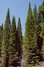 Sequoiadendron giganteum