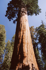 Sequoiadendron giganteum