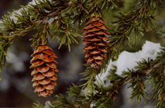 Tsuga mertensiana grandicona