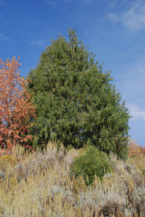 Juniperus scopulorum