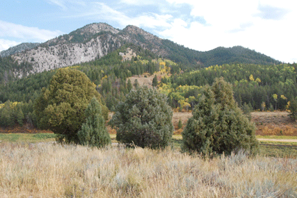 Juniperus scopulorum