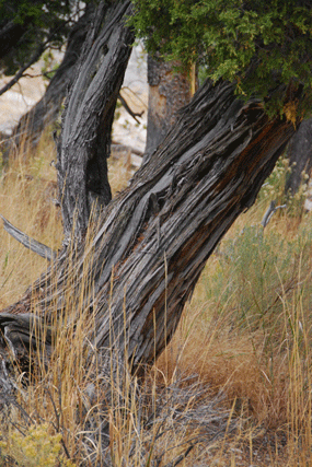 Juniperus scopulorum