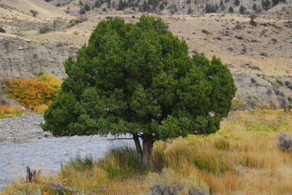 Juniperus scopulorum