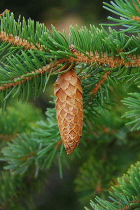 Picea engelmannii