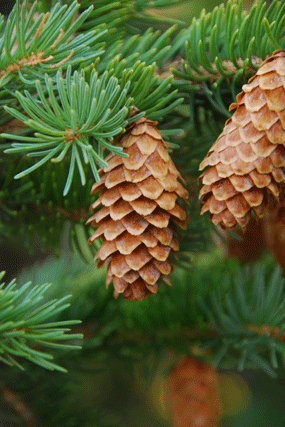Picea engelmannii