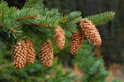 Picea pungens