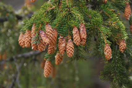 Picea engelmannii
