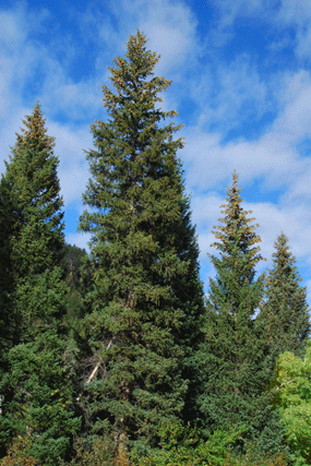 Picea engelmannii