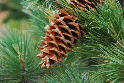 Pinus flexilis