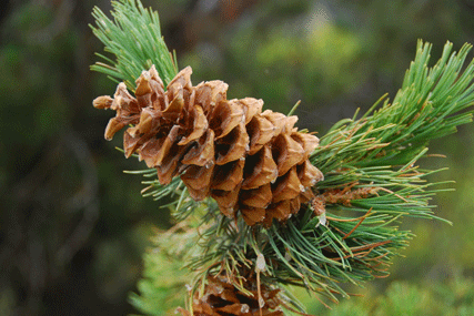 Pinus flexilis
