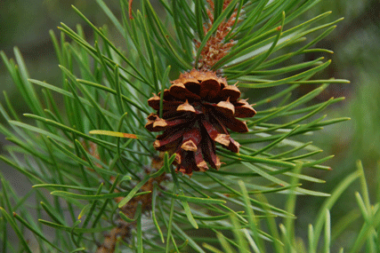 Pinus contorta latifolia
