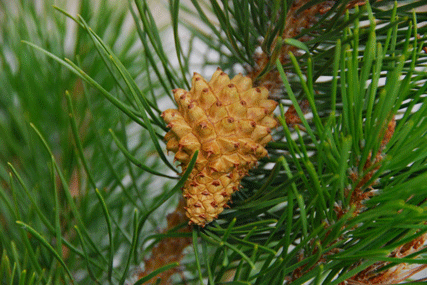 Pinus contorta latifolia