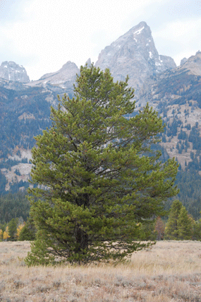 Pinus contorta latifolia