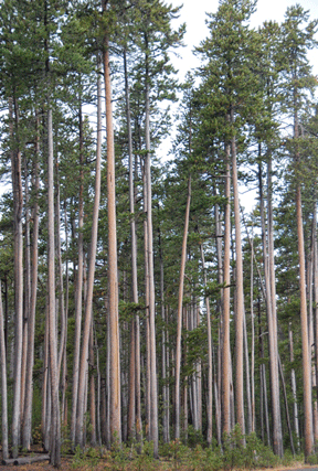 Pinus contorta latifolia