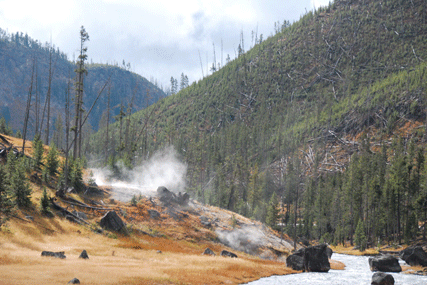 Pinus contorta latifolia