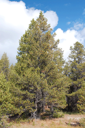 Pinus contorta latifolia