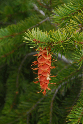 Pseudotsuga glauca
