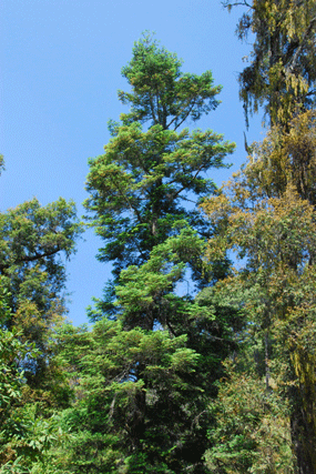 Abies flinckii
