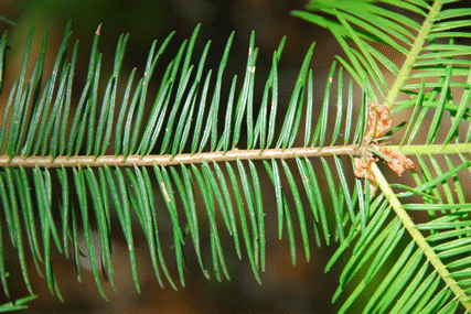 Abies flinckii