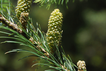 Abies flinckii