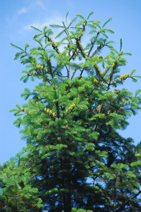 Abies flinckii