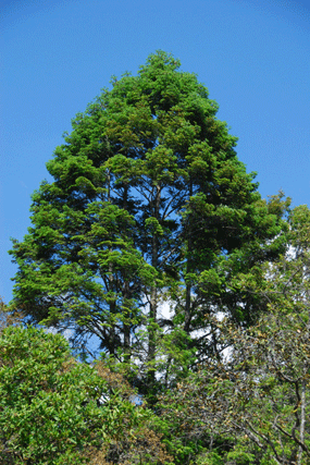Abies flinckii