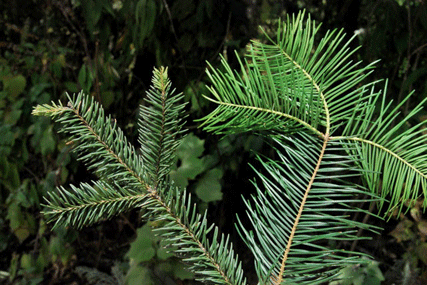Abies flinckii